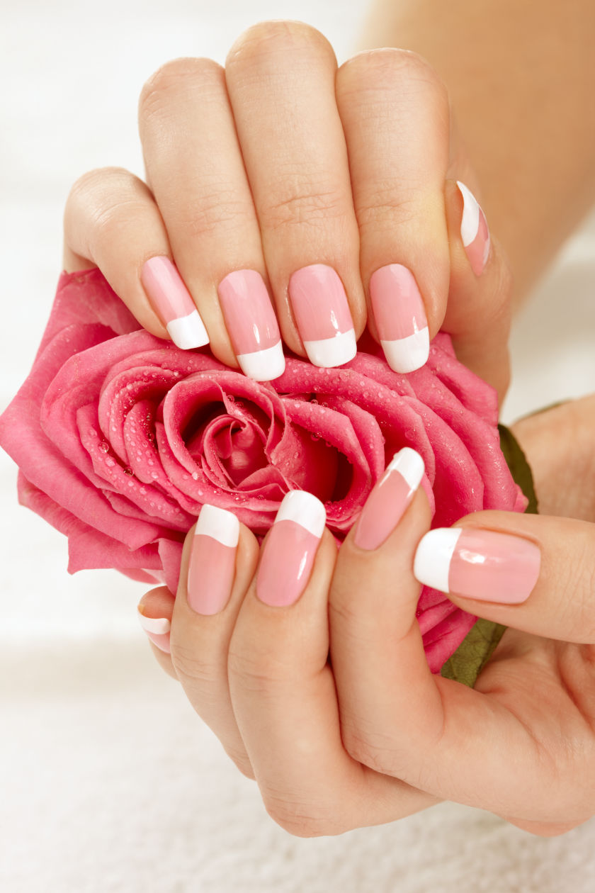 Manicured hands hold a large pink rose.